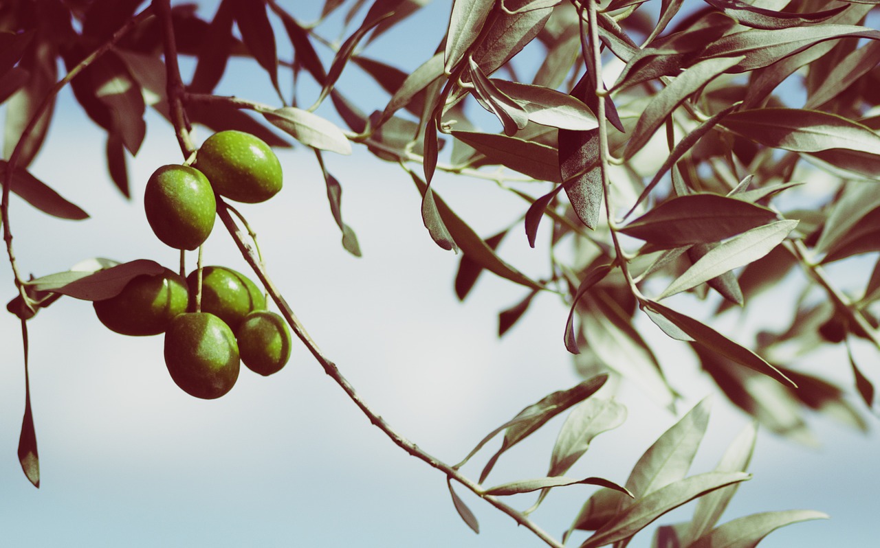 I rischi per i lavoratori nella coltivazione dell’olivo e la produzione delle olive