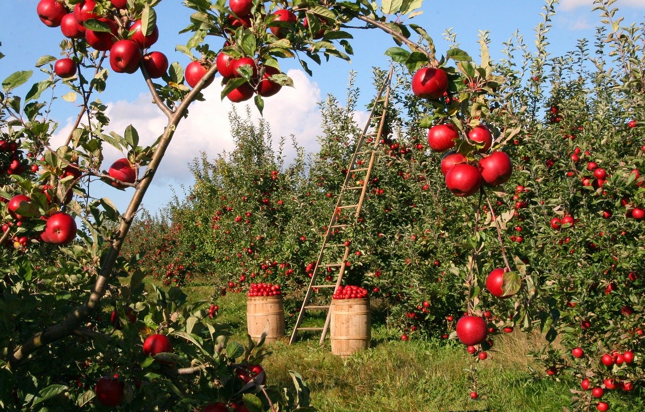 Bando Isi Agricoltura 2019/2020