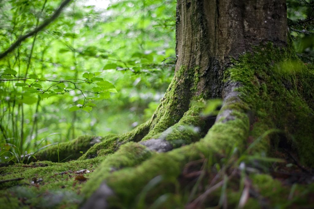 Ue rilancia sui crediti in natura