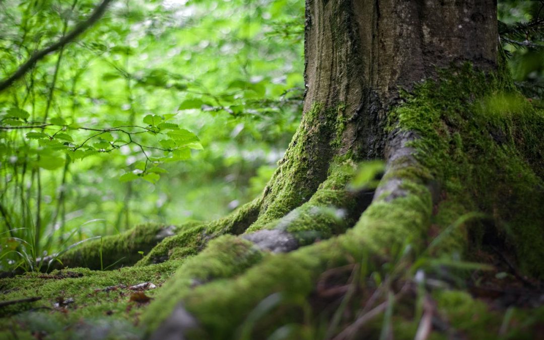 Biodiversità: l’Unione Europea rilancia sui “nature credits”