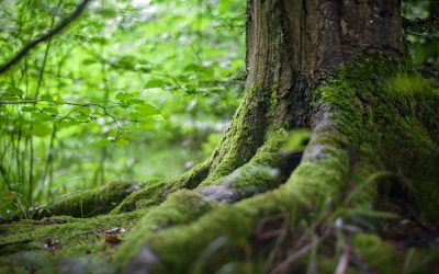 Biodiversità: l’Unione Europea rilancia sui “nature credits”