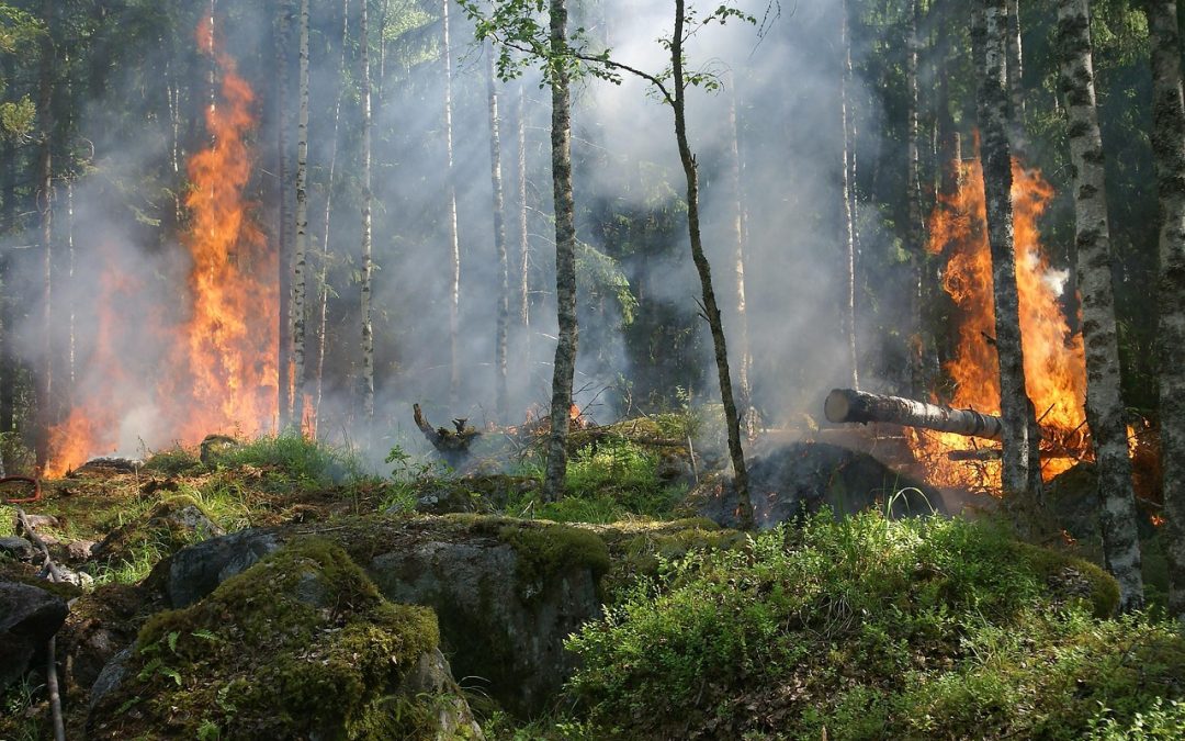 Utilizzo di acque reflue depurate per scopi antincendio in situazione di emergenza idrica