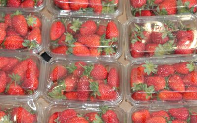 Imballaggi compostabili – Approvato il decreto-legge su imballaggi compostabili per ortofrutta, catering e monoporzioni